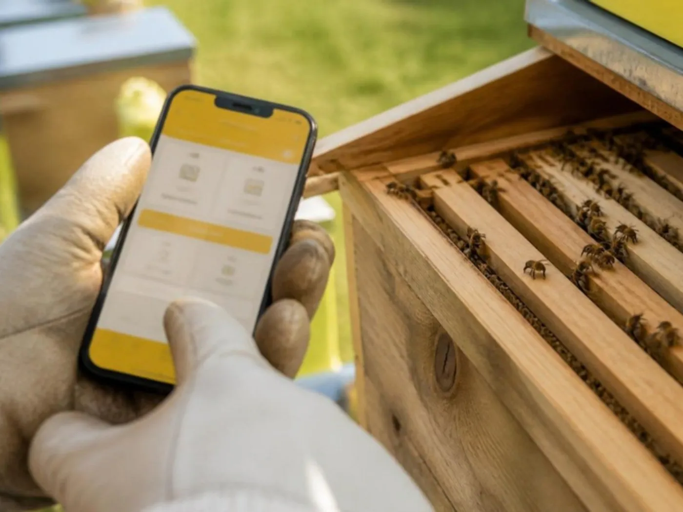 Hands in beekeeping gloves holding a phone next to an open hive